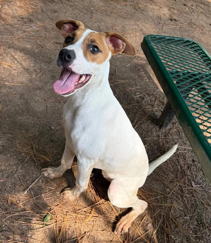 A baby medium-sized female Hound dog named Delilah for adoption in Little Rock, AR