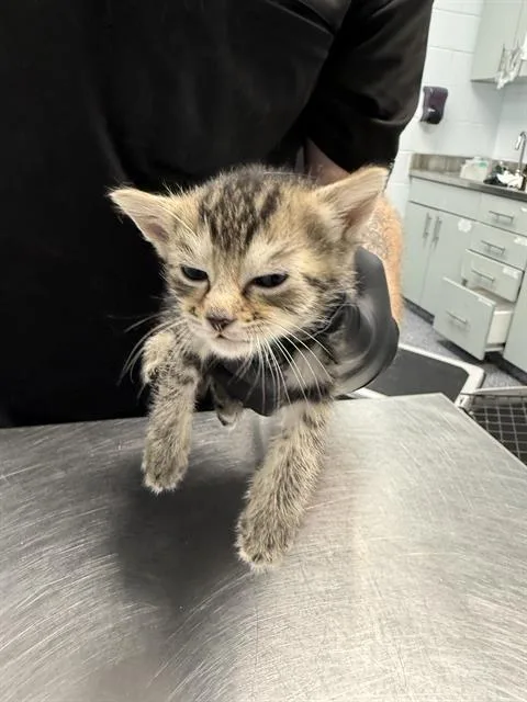 A baby medium-sized male Domestic Short Hair cat named Snickerdoodle for adoption in Charlotte, NC