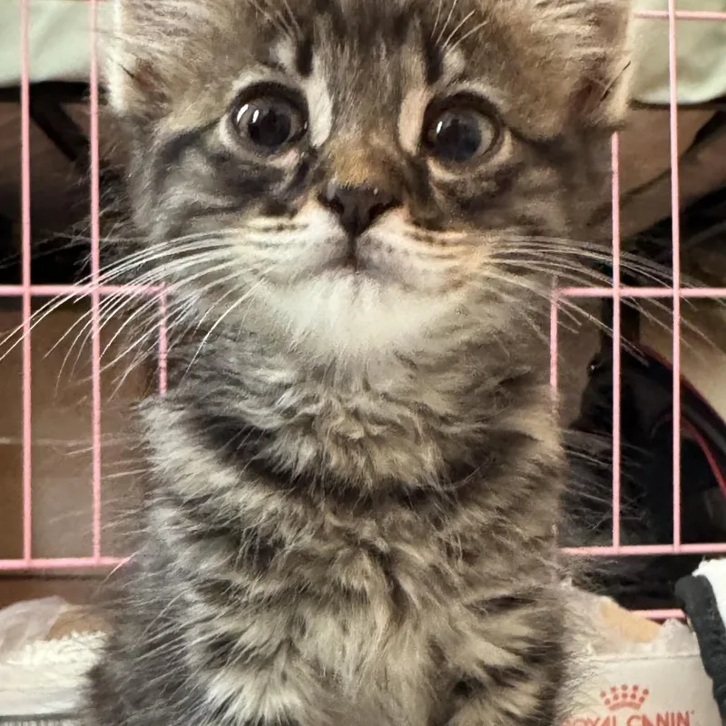 A baby small-sized female Brown / Chocolate Domestic Medium Hair cat named The Morrigan for adoption in Los Angeles, CA