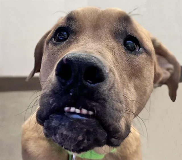 A young large-sized male German Shepherd Dog dog named Doyle for adoption in Tucson, AZ