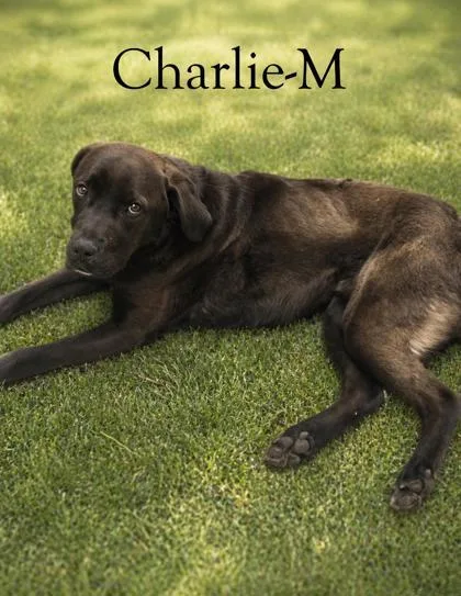An adult medium-sized male Labrador Retriever dog named Charlie for adoption in Guntersville, AL