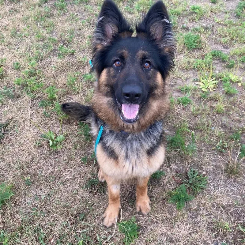 A young medium-sized female Black Shepherd dog named Theodora for adoption in Ballston Spa, NY
