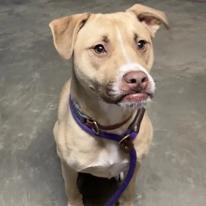 An adult large-sized male Yellow / Tan / Blond / Fawn Mixed Breed dog named Captain for adoption in DeKalb, IL