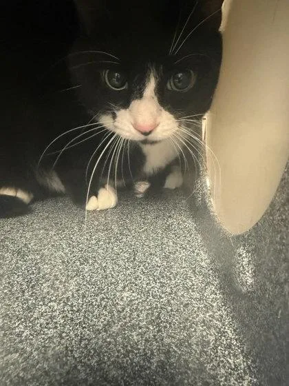 An adult medium-sized female Domestic Short Hair cat named Millie for adoption in Washington, DC