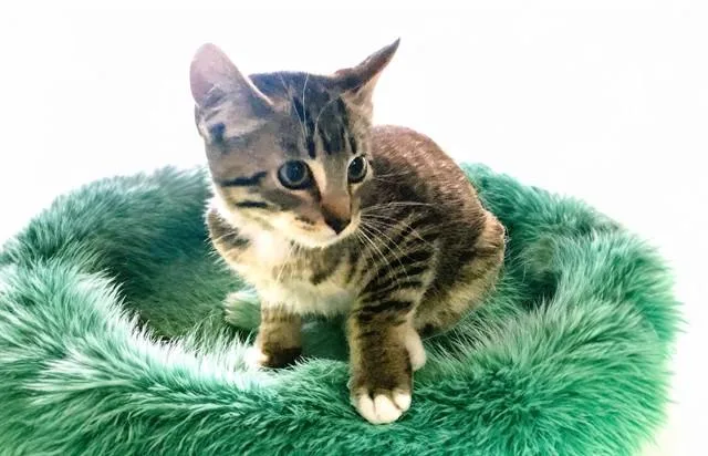A baby medium-sized male Domestic Short Hair cat named Gadget for adoption in Fort Lauderdale, FL