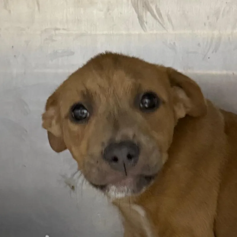 A young medium-sized male Yellow / Tan / Blond / Fawn Mixed Breed dog named Neko for adoption in Jacksonville, AR