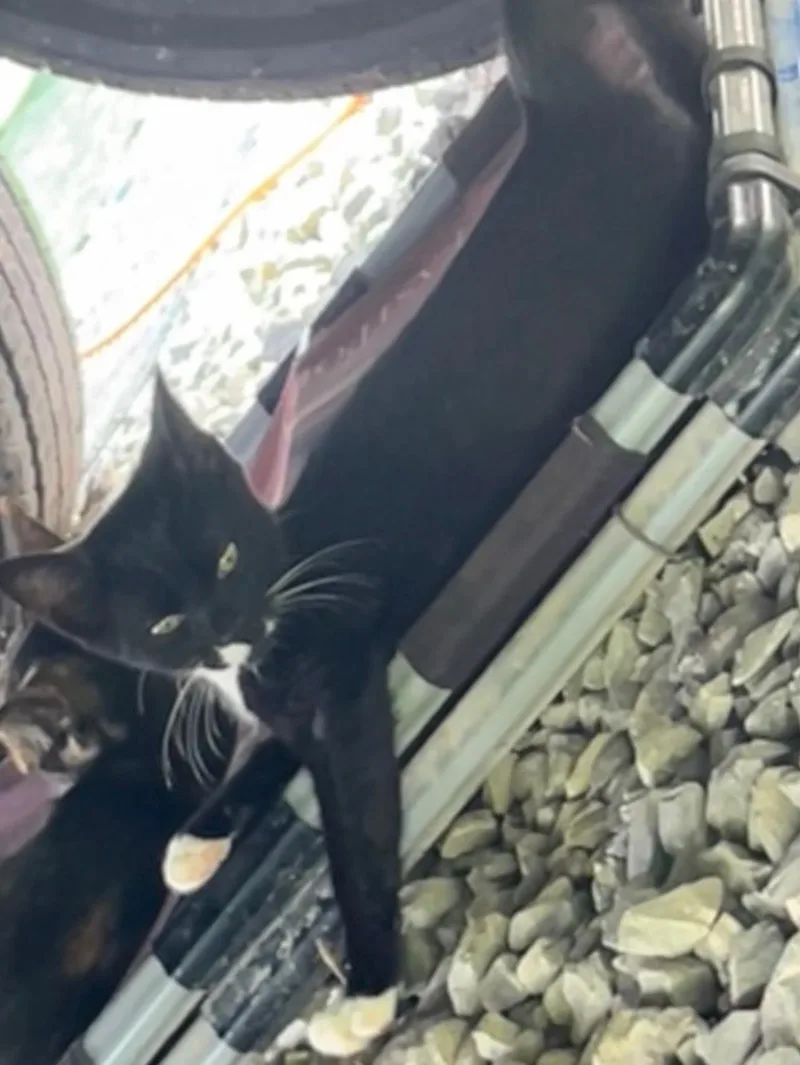 A baby small-sized female Black & White / Tuxedo Domestic Short Hair cat named Socks for adoption in Johnson City, TN