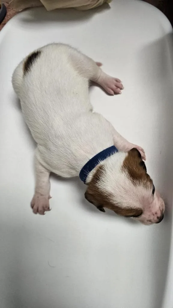 A baby medium-sized male English Coonhound dog named Dr. Pepper for adoption in Wabash, IN