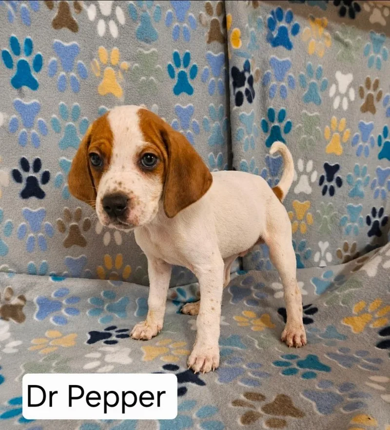Dr. Pepper thumbnail 2