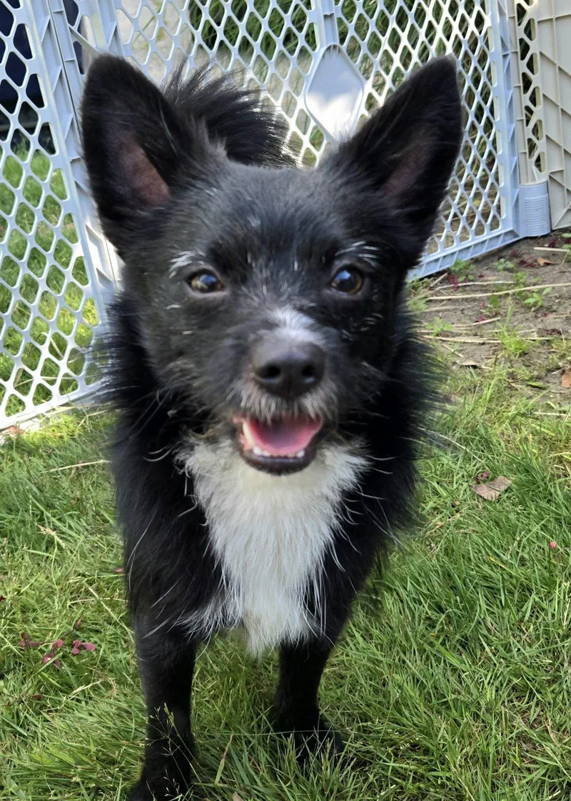 A young medium-sized male Pomeranian dog named Junior for adoption in North Kingstown, RI