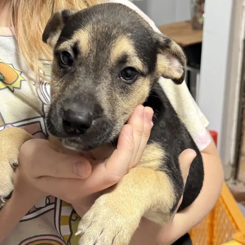 A baby small-sized male Yellow / Tan / Blond / Fawn Mixed Breed dog named Furby for adoption in Rockville, MD