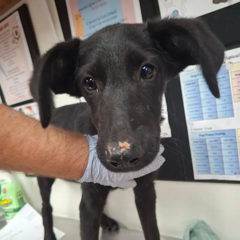 A baby small-sized male Labrador Retriever dog named Kramer for adoption in Parrish, AL
