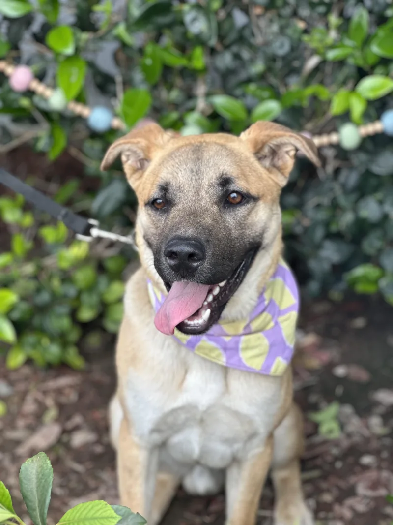 A young medium-sized male German Shepherd Dog dog named Fernando for adoption in South El Monte, CA