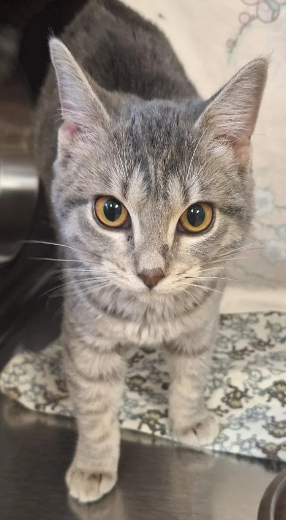 A baby small-sized female Domestic Short Hair cat named Pippy for adoption in Grand Forks, ND