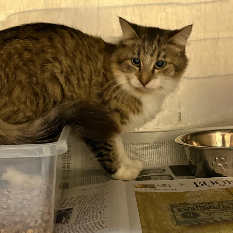 An adult medium-sized female Brown / Chocolate Domestic Medium Hair cat named Fluffy for adoption in Lufkin, TX