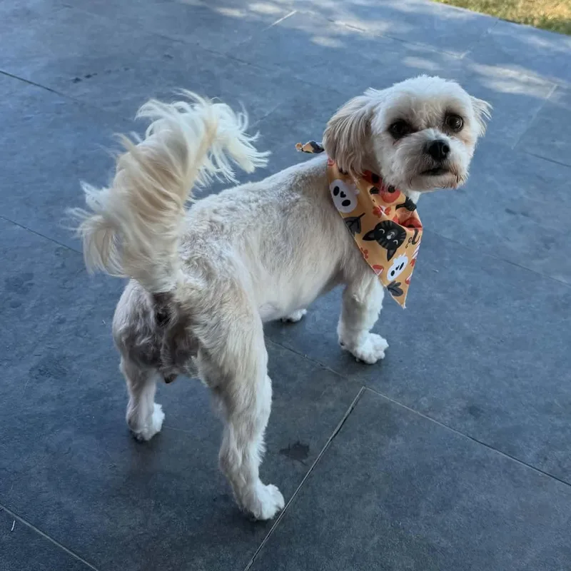 A young small-sized female Standard Poodle dog named Mandy And Mindy for adoption in Kaufman, TX