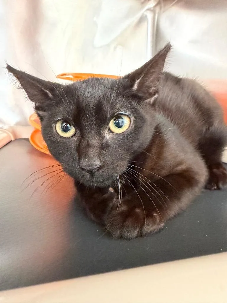 A baby medium-sized female Domestic Short Hair cat named Henna for adoption in Pomona, NY