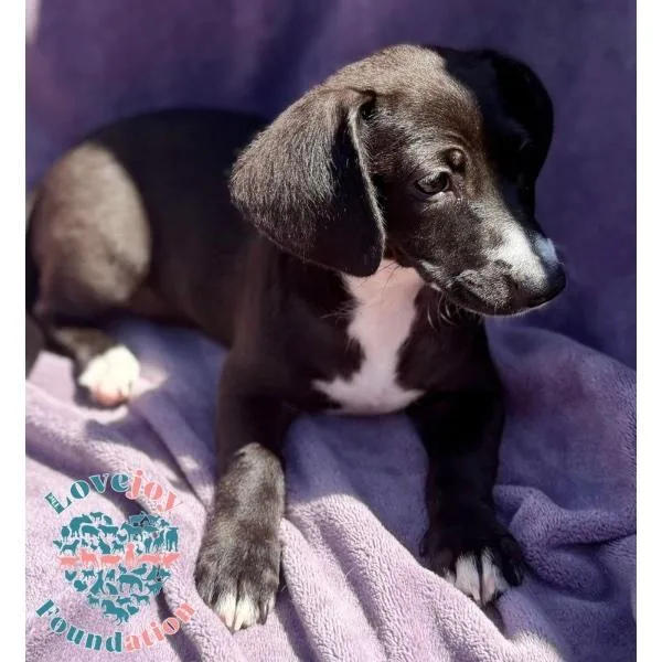 A baby medium-sized female Black Hound dog named Shirley Pups for adoption in Inglewood, CA
