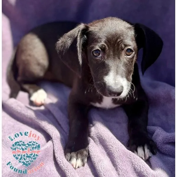 Shirley Pups thumbnail 2