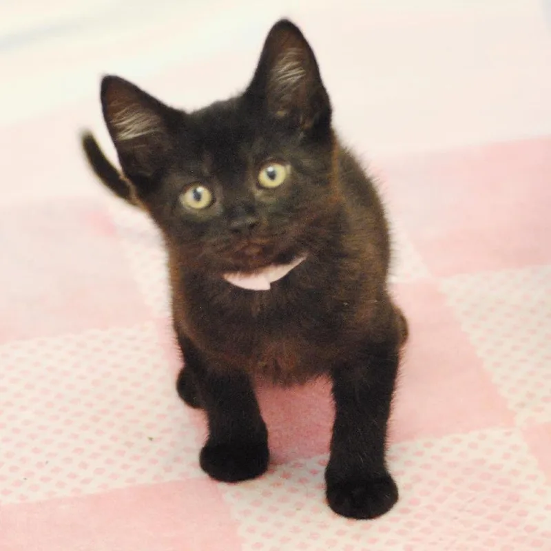 A baby small-sized male Black Domestic Short Hair cat named Dominic for adoption in Forest Park, IL