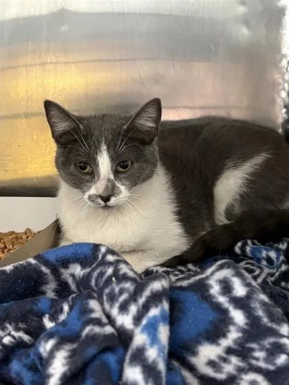 A young medium-sized female Gray / Blue / Silver Domestic Short Hair cat named Lilly for adoption in El Paso, TX