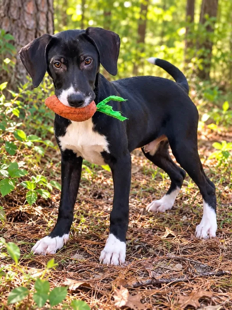 An adult small-sized male Beagle dog named Carter for adoption in Pawleys Island, SC