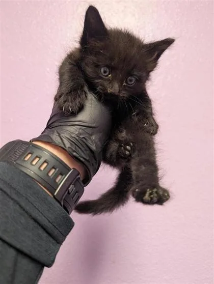 A baby large-sized female Black Domestic Short Hair cat named 61159064 for adoption in El Paso, TX