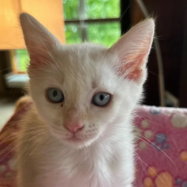 A baby small-sized female White Domestic Short Hair cat named Cassie for adoption in Madison, WI
