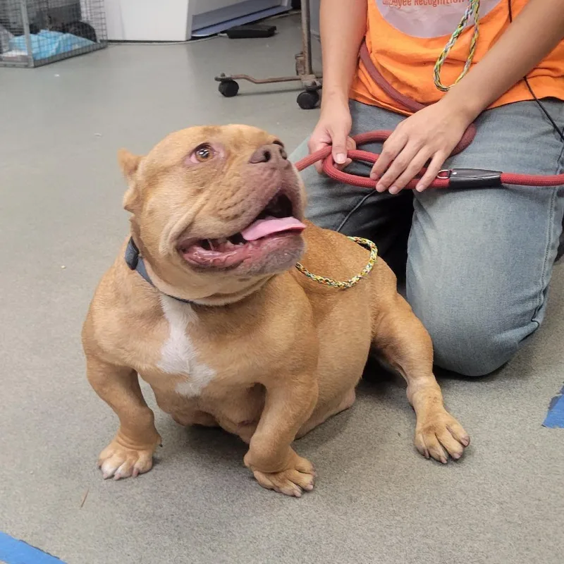 An adult medium-sized female Red / Chestnut / Orange Pit Bull Terrier dog named Stinky for adoption in Westminster, CA