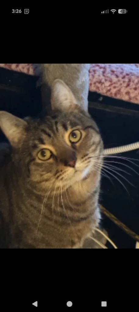 An adult small-sized male Domestic Short Hair cat named Sandman for adoption in Hagaman, NY