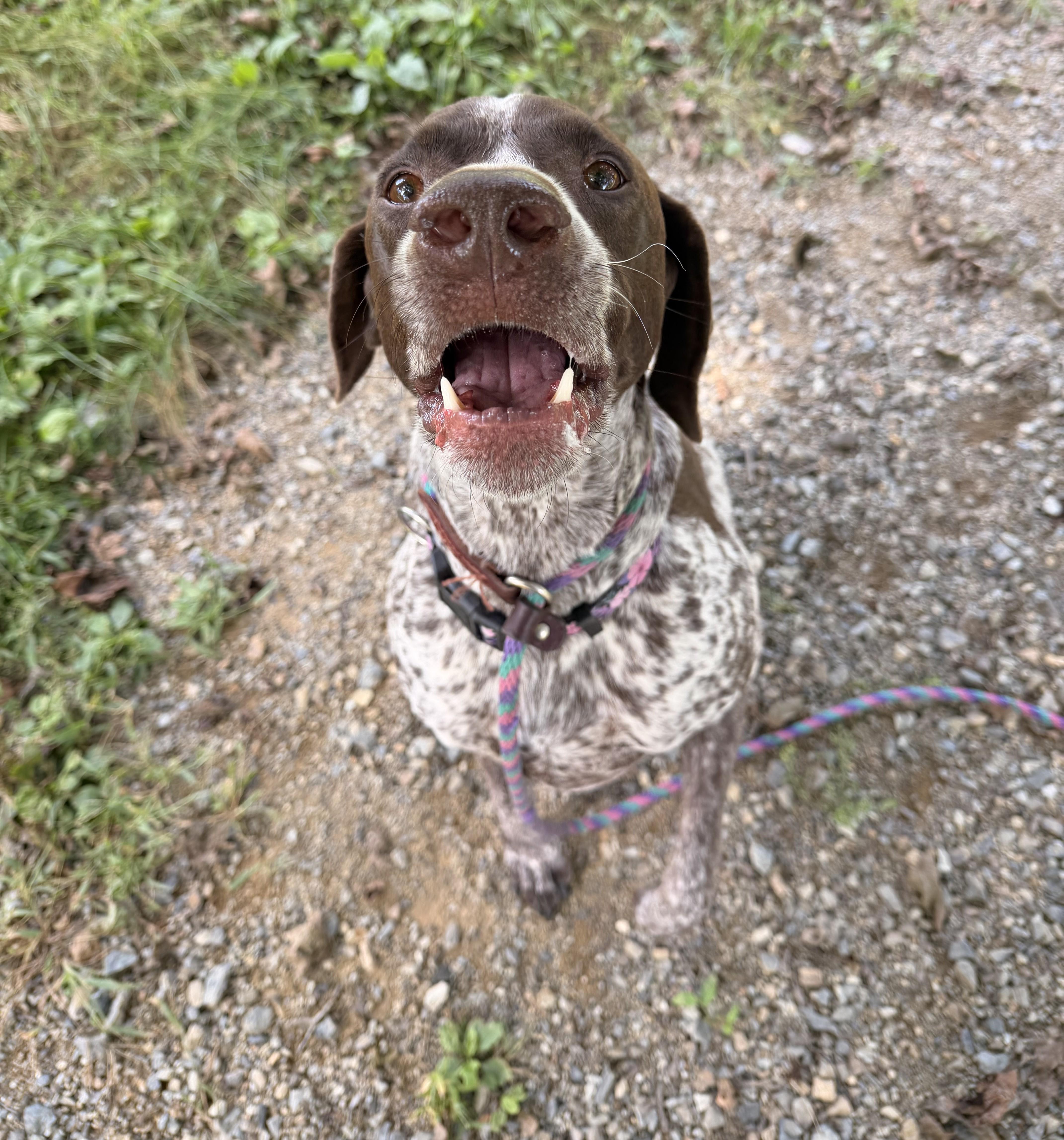 An adult medium-sized female White / Cream German Shorthaired Pointer dog named Bonnie for adoption in New Windsor, NY