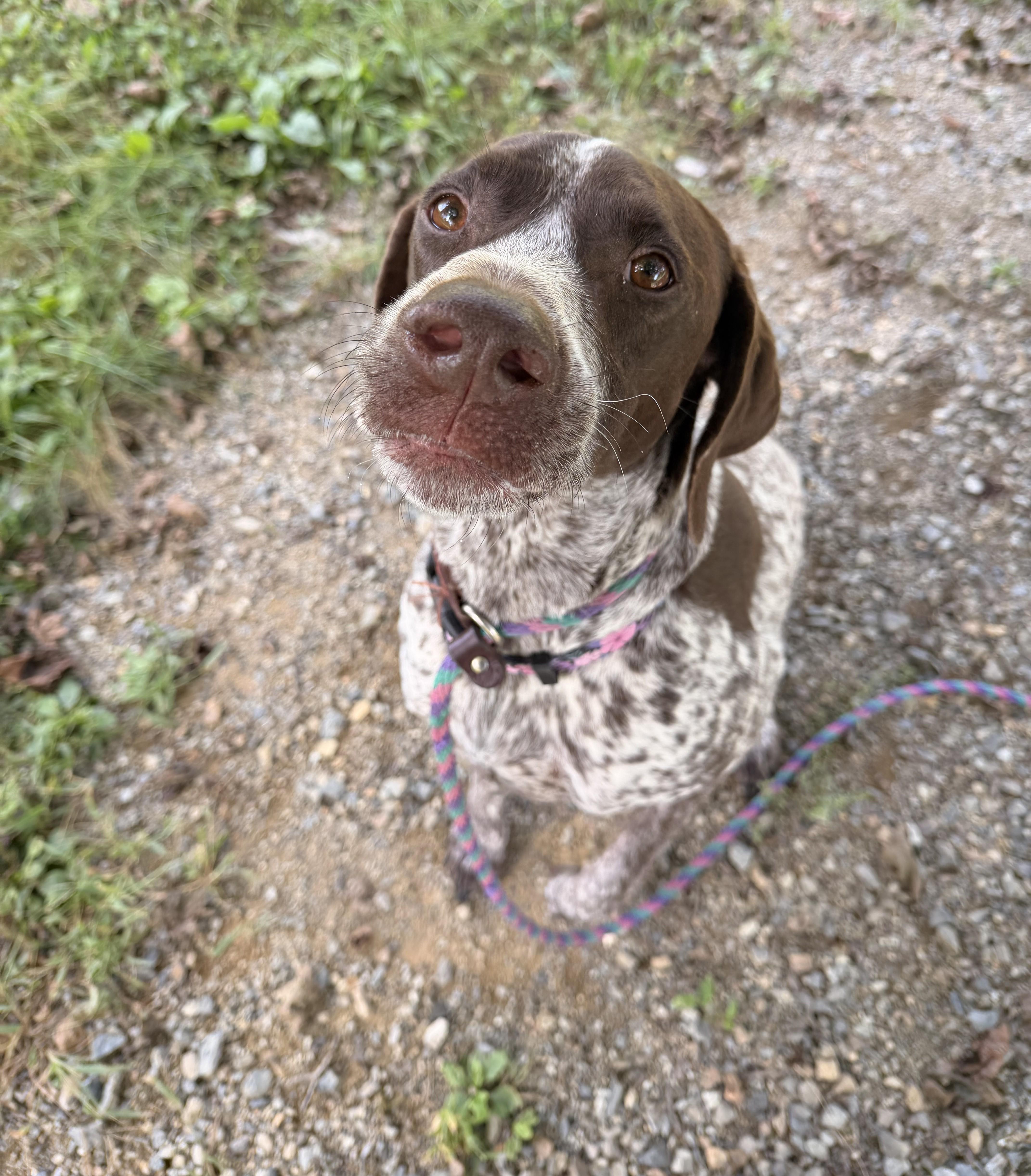Daisy thumbnail 2