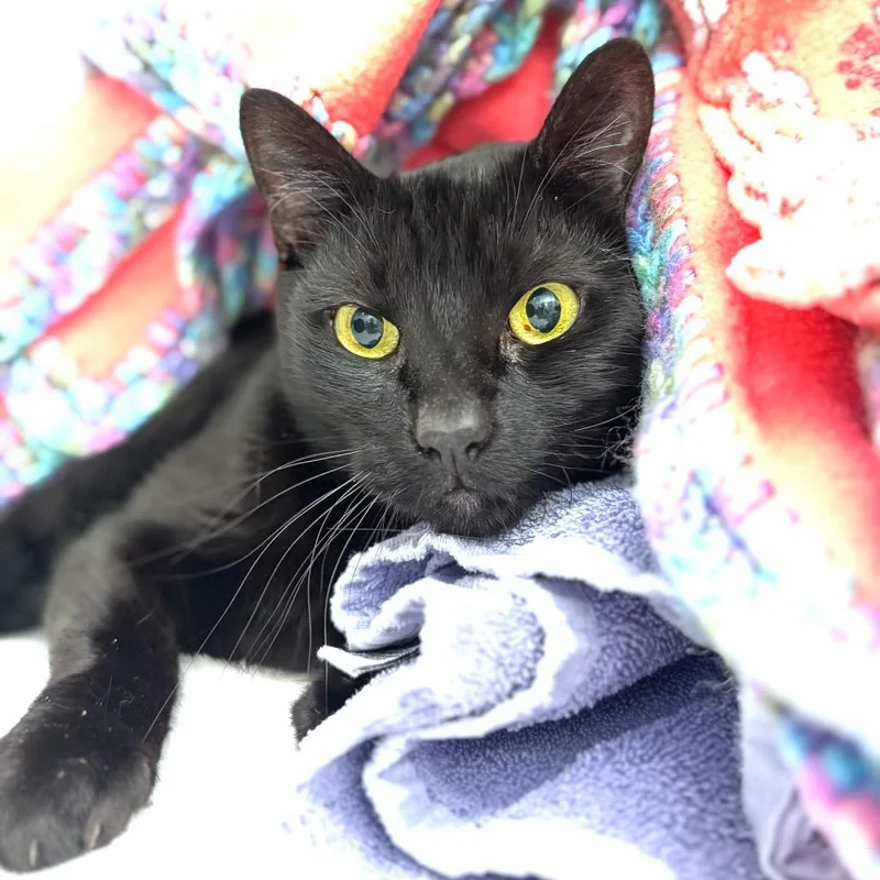 An adult medium-sized male Domestic Short Hair cat named Truman for adoption in Los Angeles, CA