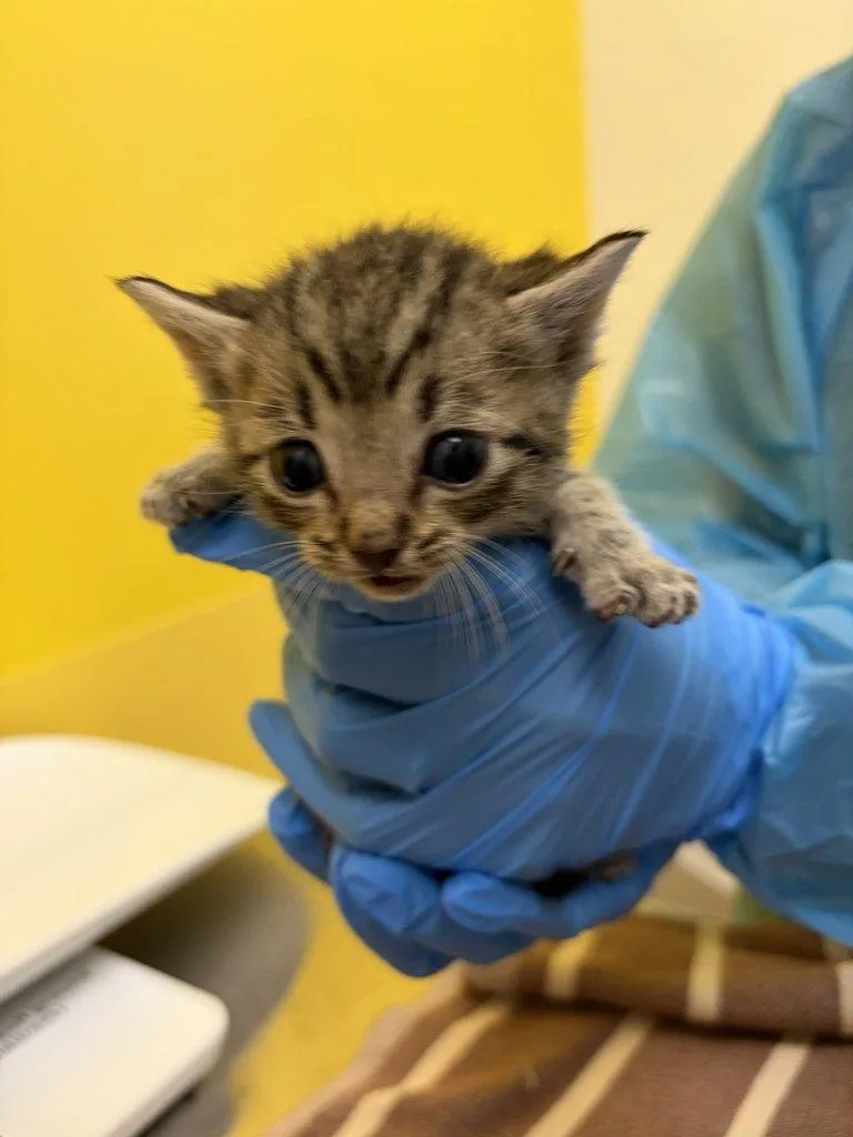 A baby small-sized male Tabby (Brown / Chocolate) Domestic Short Hair cat named Auggie for adoption in Raleigh, NC