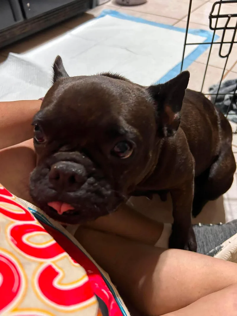 An adult medium-sized female French Bulldog dog named Sugar Pie for adoption in Arlee, MT