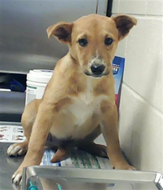 A baby small-sized male German Shepherd Dog dog named Charlie for adoption in Fayetteville, NC