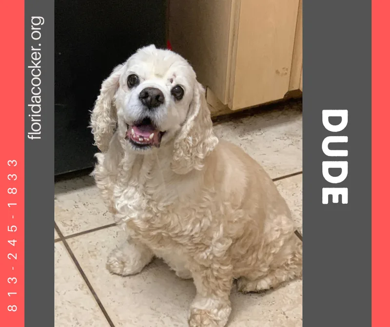 An adult medium-sized male Apricot / Beige Cocker Spaniel dog named Dude for adoption in Land O Lakes, FL