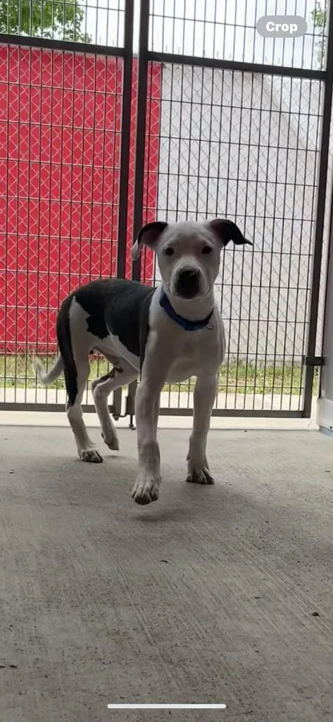 A baby small-sized male Mixed Breed dog named Cameron for adoption in Angola, IN