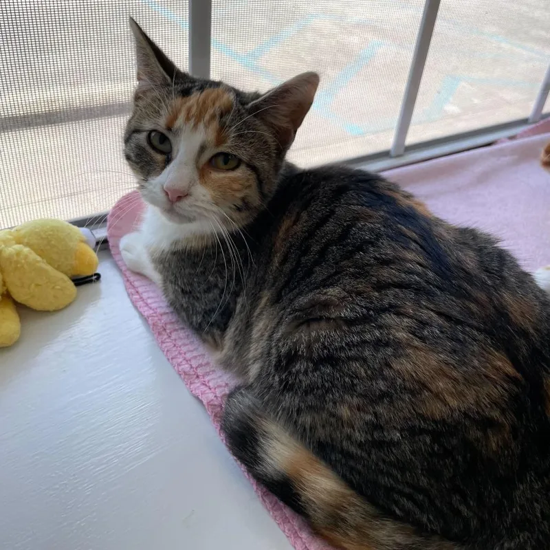 Perfect Stranger thumbnail 2