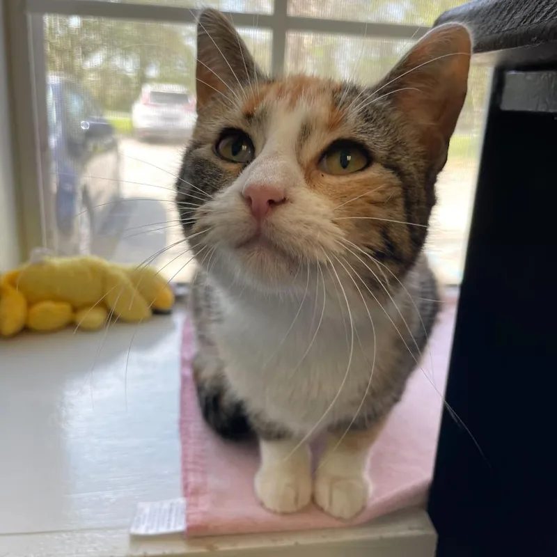 Perfect Stranger thumbnail 3