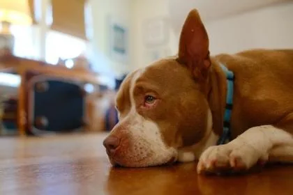 An adult large-sized female Mixed Breed dog named Ms.Daisyy for adoption in Atlanta, GA