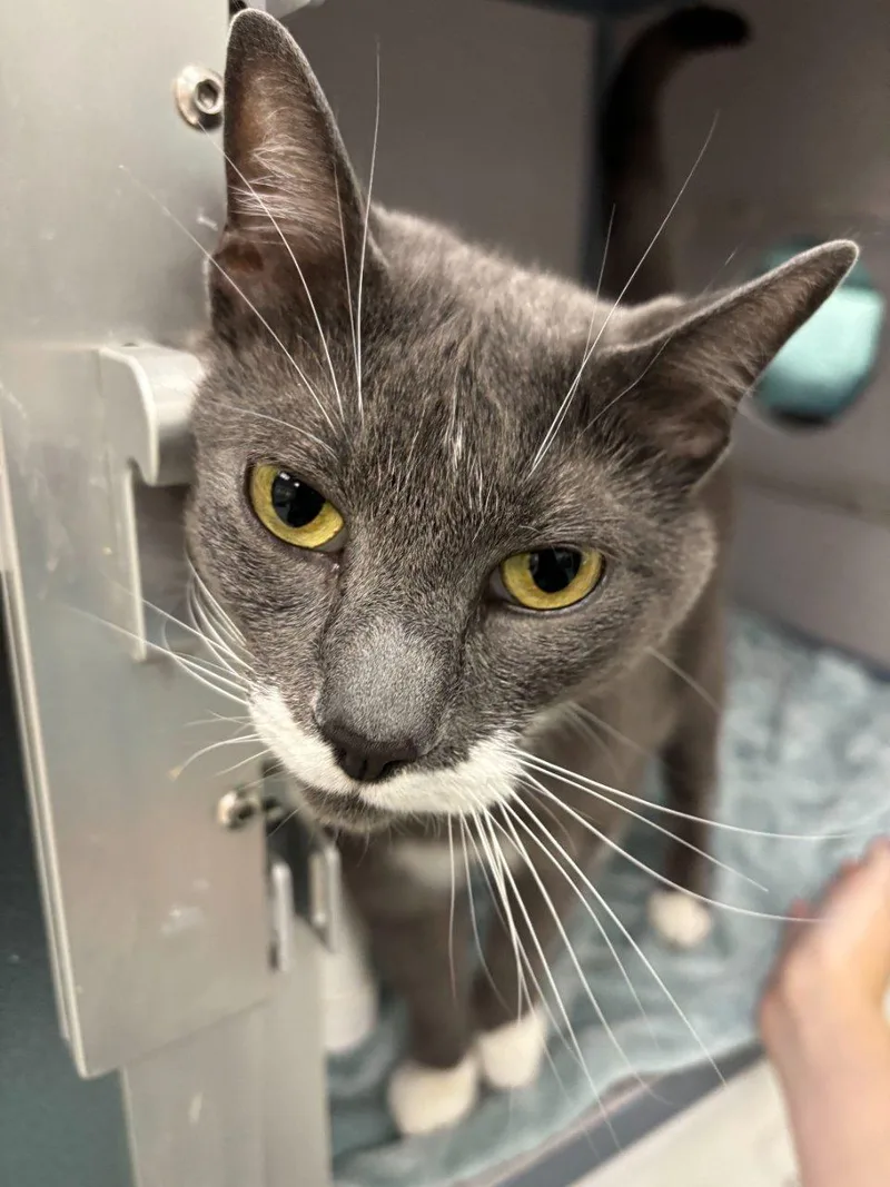 An adult medium-sized male Gray / Blue / Silver Domestic Short Hair cat named Smokey for adoption in Raleigh, NC