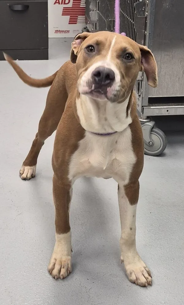 A young large-sized male Pit Bull Terrier dog named Ic Porter for adoption in Lawrenceville, GA