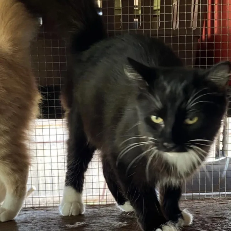 An adult medium-sized male Black Maine Coon cat named Kamik for adoption in Folsom, LA
