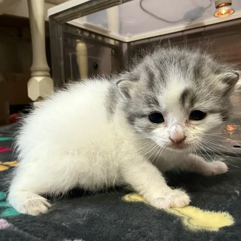 A baby small-sized female White Domestic Medium Hair cat named Roo Bowers for adoption in Woodstock, VA