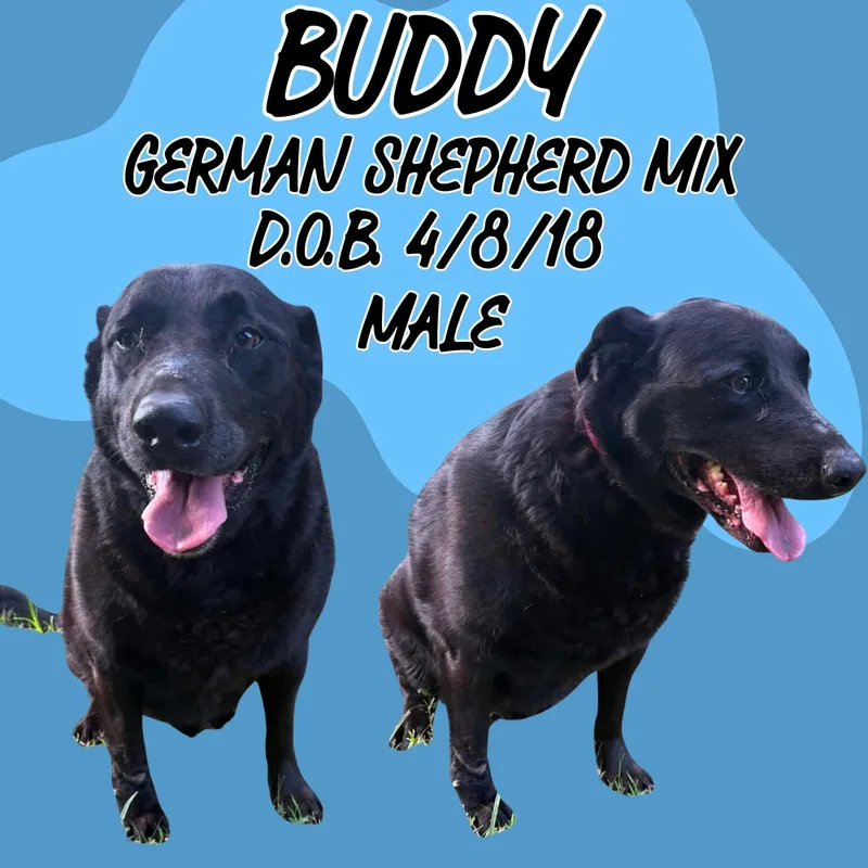 A senior extra large-sized male Black German Shepherd Dog dog named Buddy for adoption in Caldwell, TX