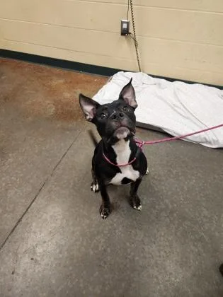 An adult medium-sized female Mixed Breed dog named Trudy for adoption in Independence, MO