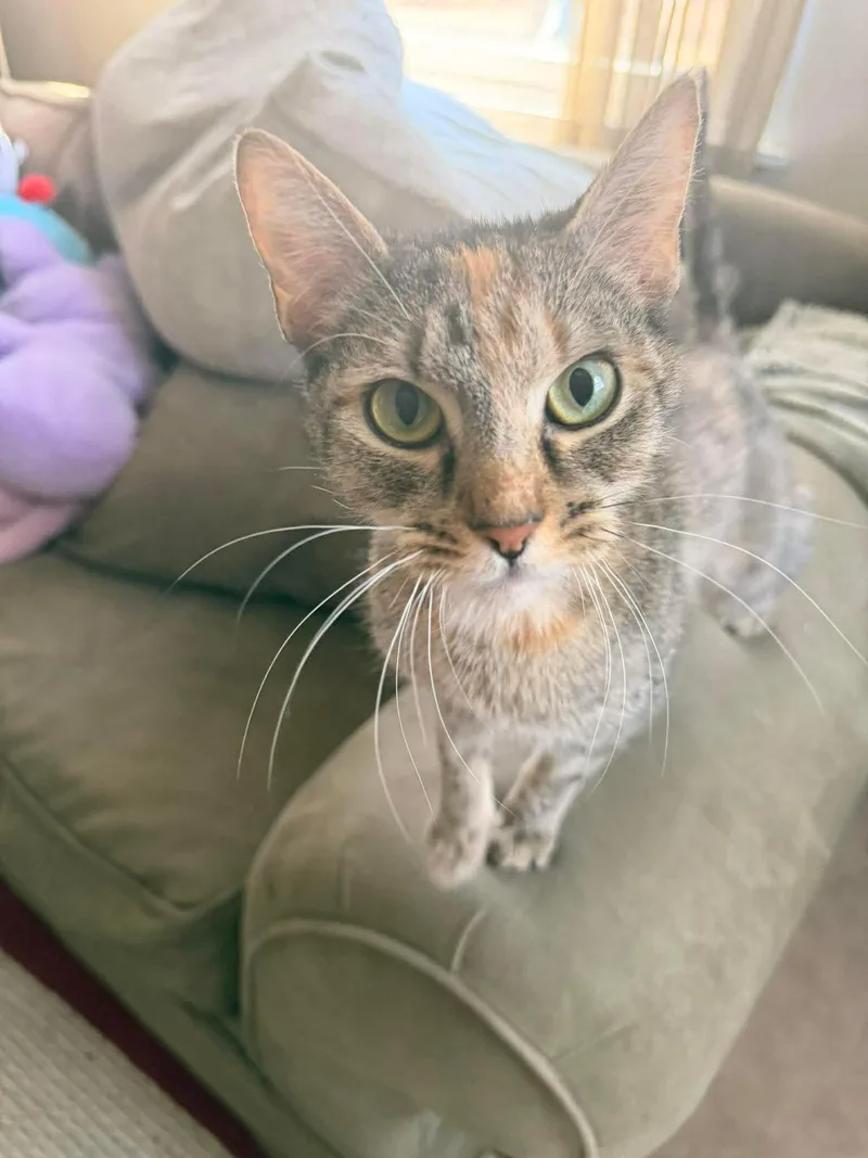 An adult medium-sized female Domestic Short Hair cat named Pookie for adoption in Holbrook, NY