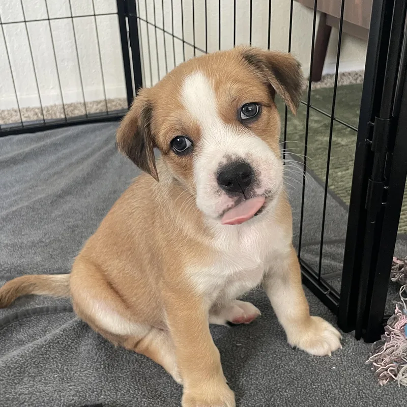 Macchiato thumbnail 2