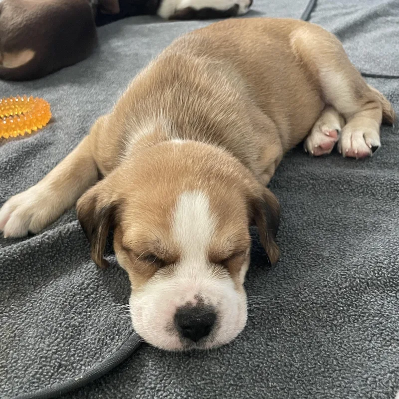 Macchiato thumbnail 3